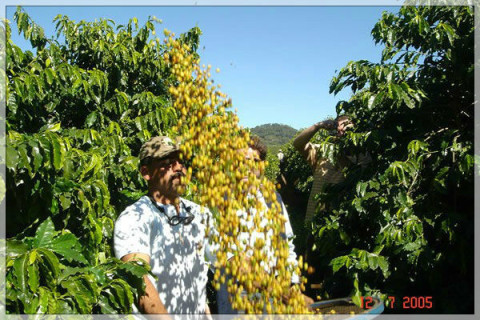 Brazylia Minas Gerais Yellow Brazylia Minas Gerais Yellow