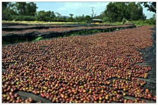 Etiopia Yirgacheffe Aricha Natural