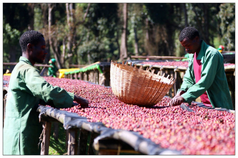 Etiopia Yirgacheffe Aricha