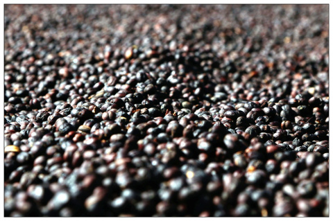 Etiopia Yirgacheffe Aricha