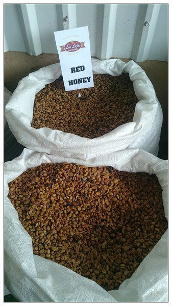 Kostaryka Las Lajas Black Honey Kostaryka Las Lajas Black Honey