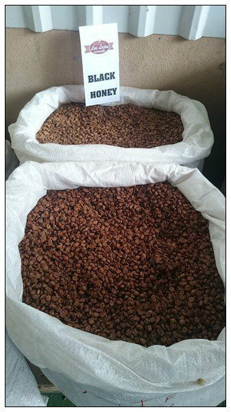 Kostaryka Las Lajas Black Honey Kostaryka Las Lajas Black Honey