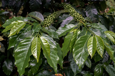 Salwador Finca Hondurita Salwador Finca Hondurita