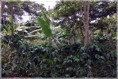Boliwia Yungas Aymara Boliwia Yungas Aymara