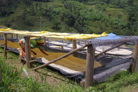 Burundi Sehe Natural Burundi Sehe Natural