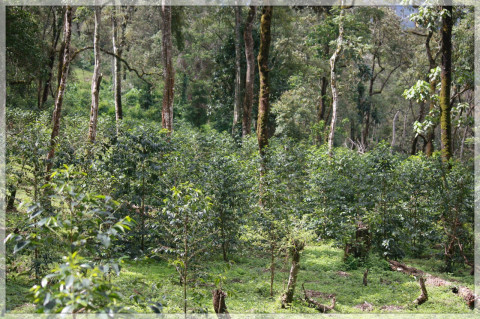 Etiopia Deri Kocha Natural Etiopia Deri Kocha Natural