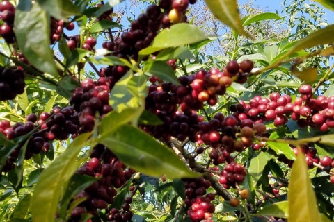 Etiopia Guji Hambela Buku Natural