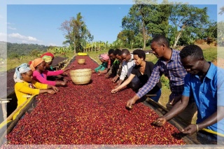 Etiopia Buku Natural