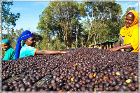 Etiopia Guji Mulish Natural Etiopia Guji Mulish Natural