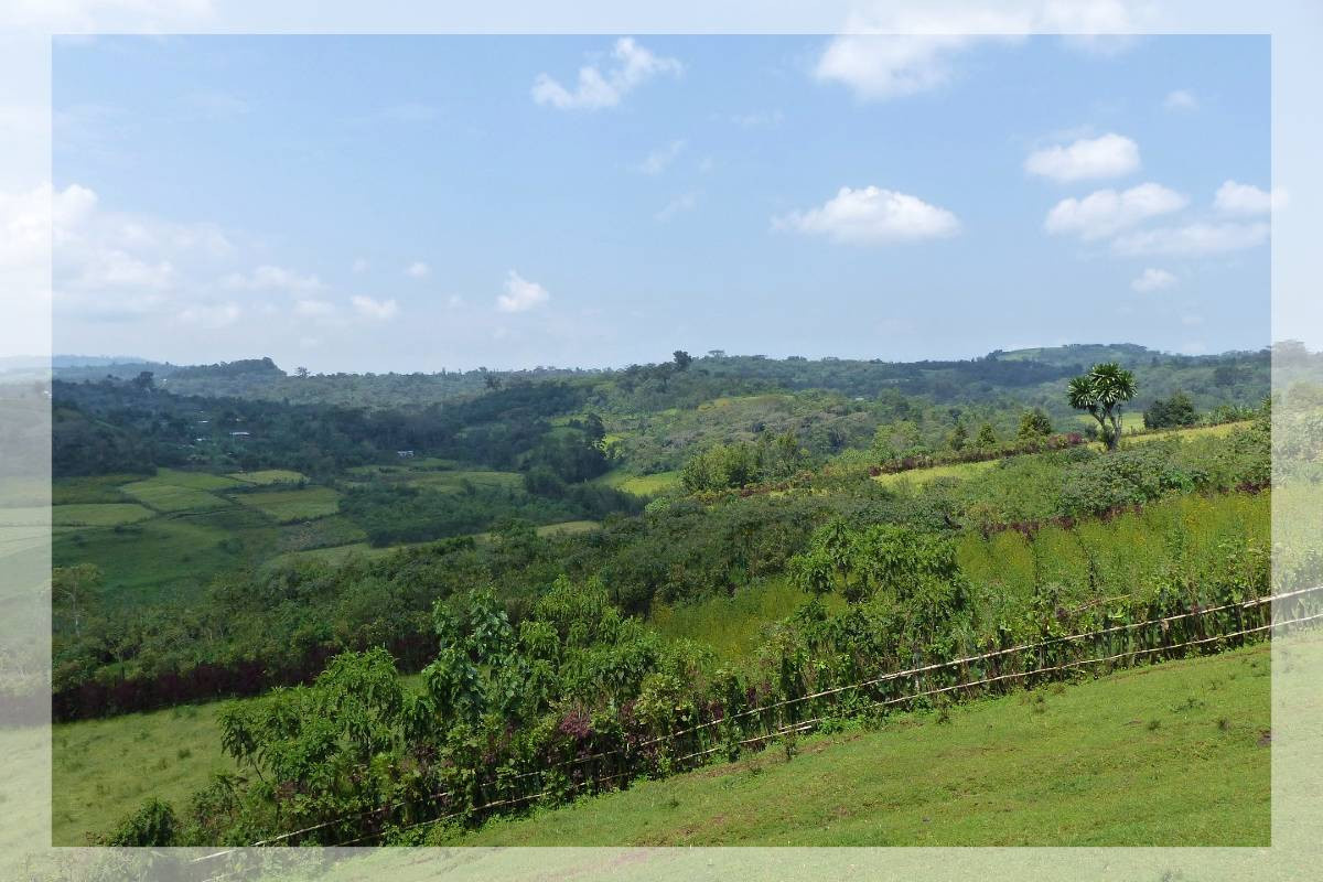 Etiopia Jimma Gomma Natural Etiopia Jimma Gomma Natural