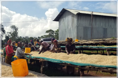 Etiopia Kercha Keloo Honey Etiopia Kercha Keloo Honey