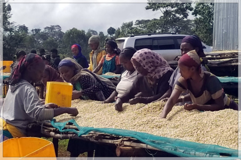Etiopia Kercha Keloo Honey Etiopia Kercha Keloo Honey