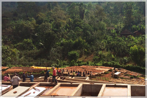 Etiopia Kochere Reko Etiopia Kochere Reko