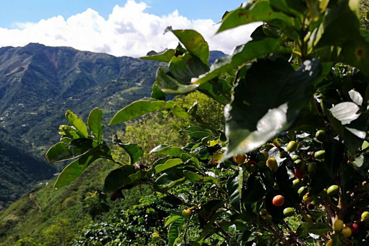 Kolumbia Antioquia La Claudina Natural Kolumbia Antioquia La Claudina Natural