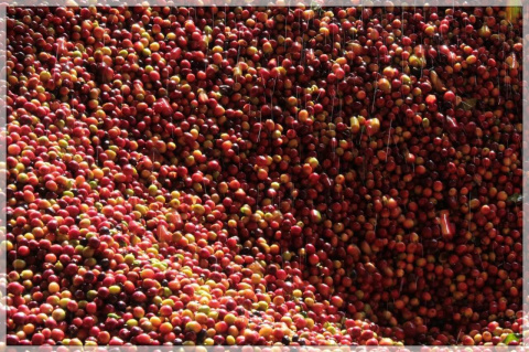 Kolumbia Finca Los Alpes Red Honey Kolumbia Finca Los Alpes Red Honey