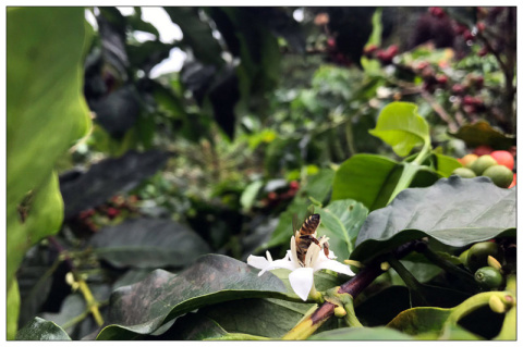 Kolumbia La Cristalina Pink Bourbon Honey Kolumbia La Cristalina Pink Bourbon Honey
