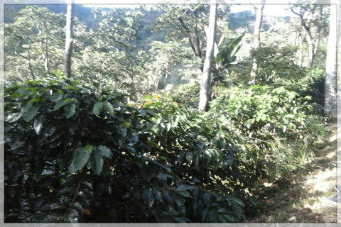 Kolumbia Tolima La Vega Kolumbia Tolima La Vega