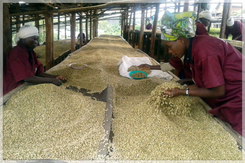Rwanda Gikongoro Remera Rwanda Gikongoro Remera