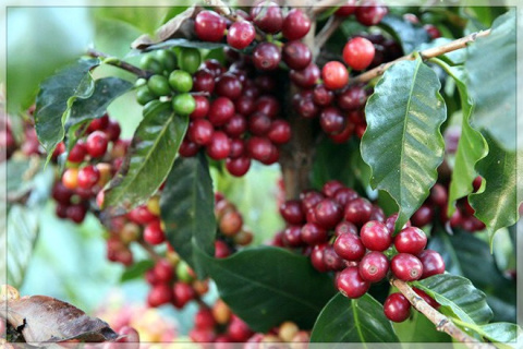 Salwador El Manzano Pacamara Natural Salwador El Manzano Pacamara Natural