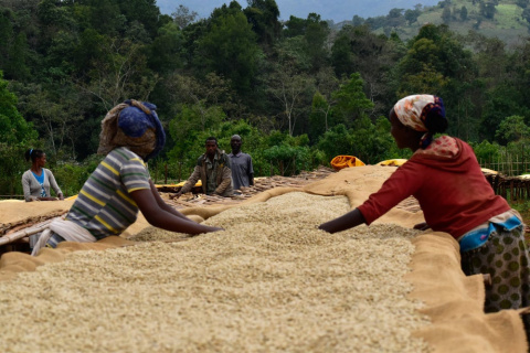Bella Etiopia Guji/Yirgacheffe Natural Gr. 1 Bella Etiopia Guji/Yirgacheffe Natural Gr. 1