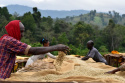 Bella Etiopia Guji/Yirgacheffe Natural Gr. 1