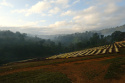 Bella Etiopia Guji/Yirgacheffe Natural Gr. 1