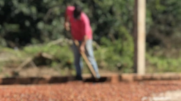 Brazylia Fazenda Três Barras Marcos Antonio Rutkowski