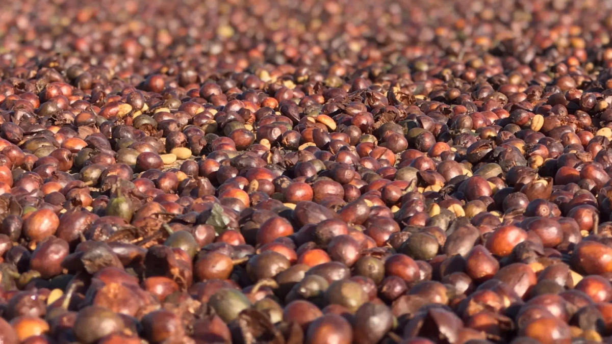 Brazylia Fazenda Três Barras Marcos Antonio Rutkowski Brazylia Fazenda Três Barras Marcos Antonio Rutkowski
