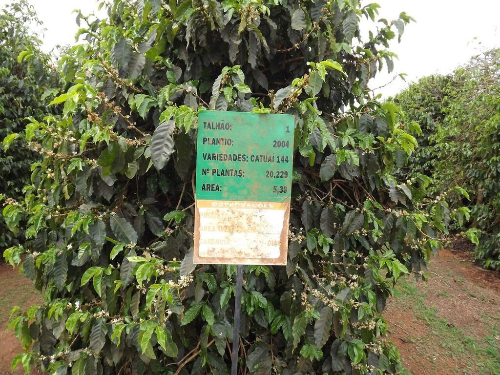 Brazylia Londrina Controlled Fermentation Brazylia Londrina Controlled Fermentation