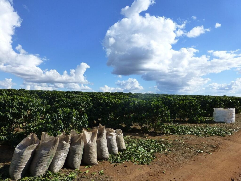 Brazylia Londrina Controlled Fermentation Brazylia Londrina Controlled Fermentation