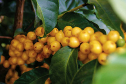 Brazylia Pantano Pulped-Natural Espresso