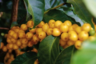 Brazylia Pantano Pulped-Natural Espresso