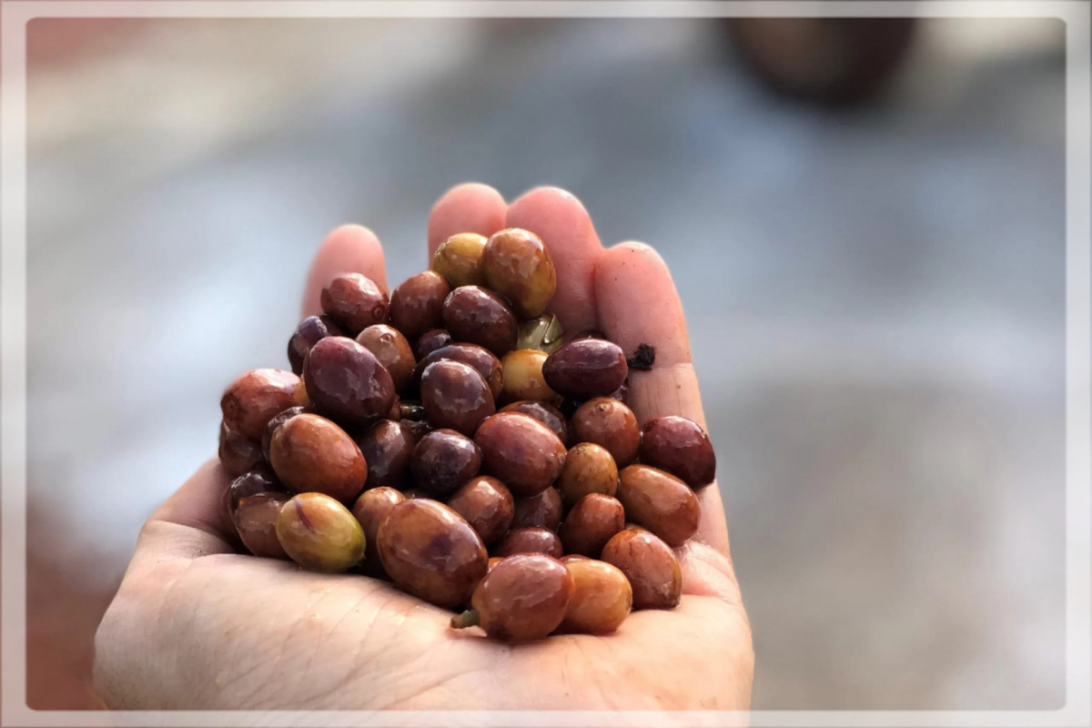 Brazylia Project Gender Equality Natural Espresso Brazylia Project Gender Equality Natural Espresso