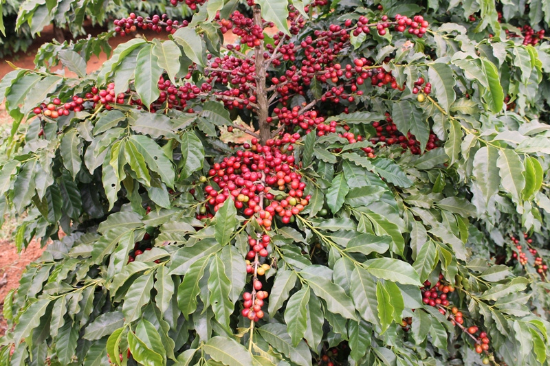 Brazylia Project Gender Equality Natural Espresso Brazylia Project Gender Equality Natural Espresso