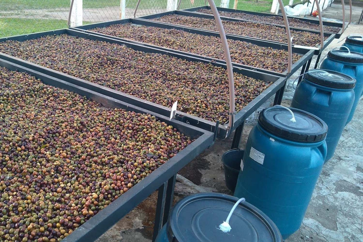 Brazylia Project Gender Equality Natural Espresso Brazylia Project Gender Equality Natural Espresso