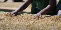 Etiopia Guji Hambela Etiopia Guji Hambela