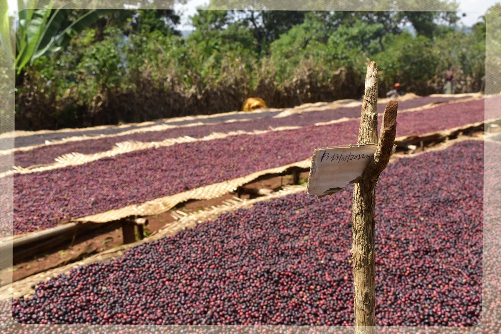 Etiopia Chelichele Yirgacheffe Natural Etiopia Chelichele Yirgacheffe Natural