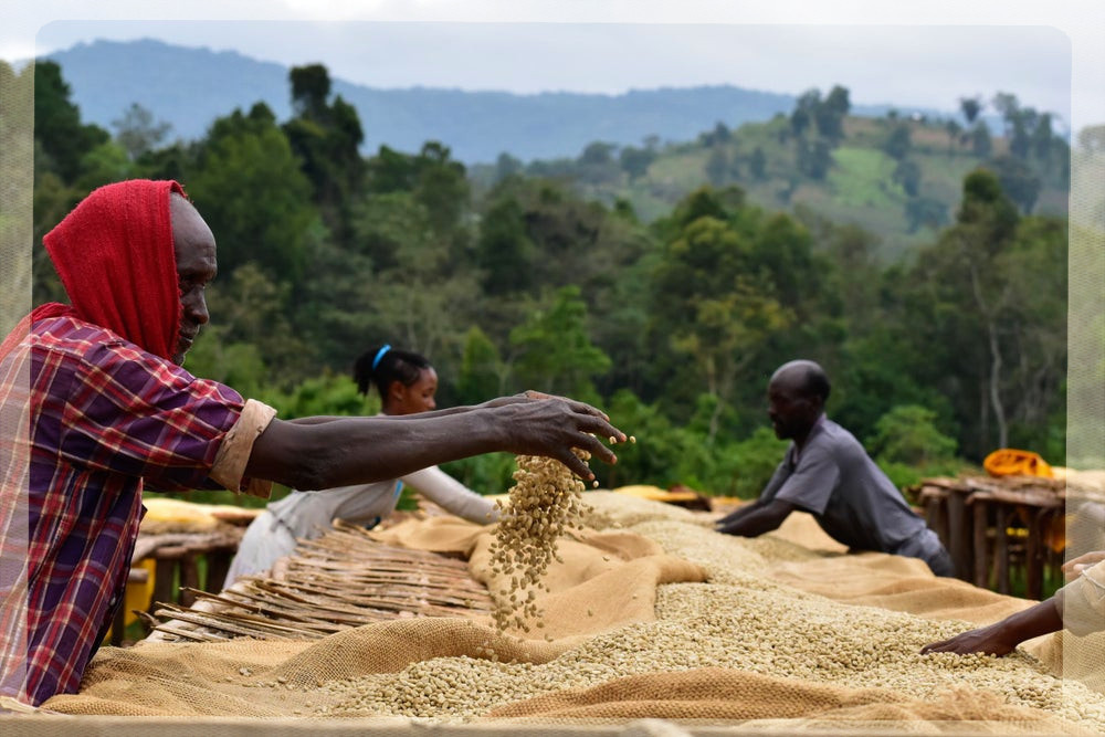 Etiopia Chelichele Yirgacheffe Natural Etiopia Chelichele Yirgacheffe Natural