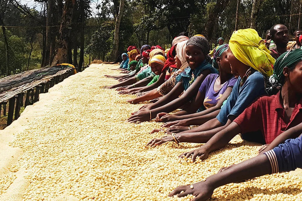 Etiopia Nensebo Gora Kone Etiopia Nensebo Gora Kone