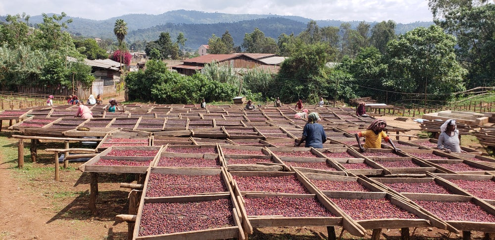 Etiopia Yirgacheffe Idido Natural Etiopia Yirgacheffe Idido Natural
