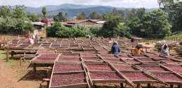 Etiopia Yirgacheffe Idido Natural