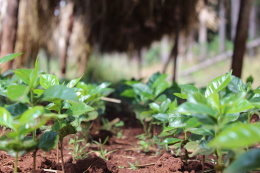 Etiopia Yirgacheffe Idido Natural