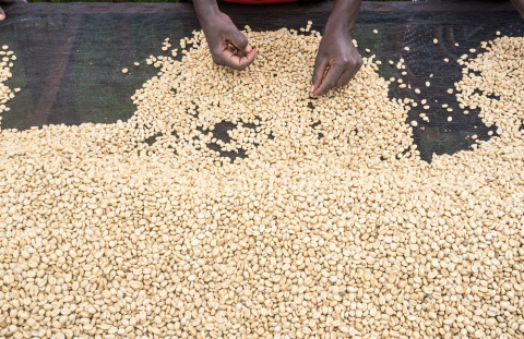 Kenia Embu Kanyi AA Kenia Embu Kanyi AA
