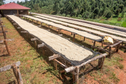 Kenia Embu Kanyi AA