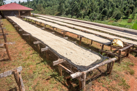 Kenia Embu Kanyi AA Kenia Embu Kanyi AA