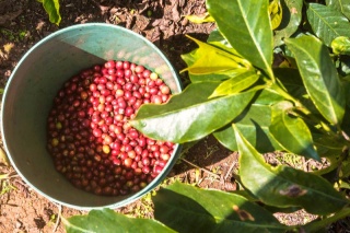 Kenia Kirinyaga Rungeto Kii