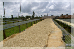 Kenia Kirinyaga Karani AB