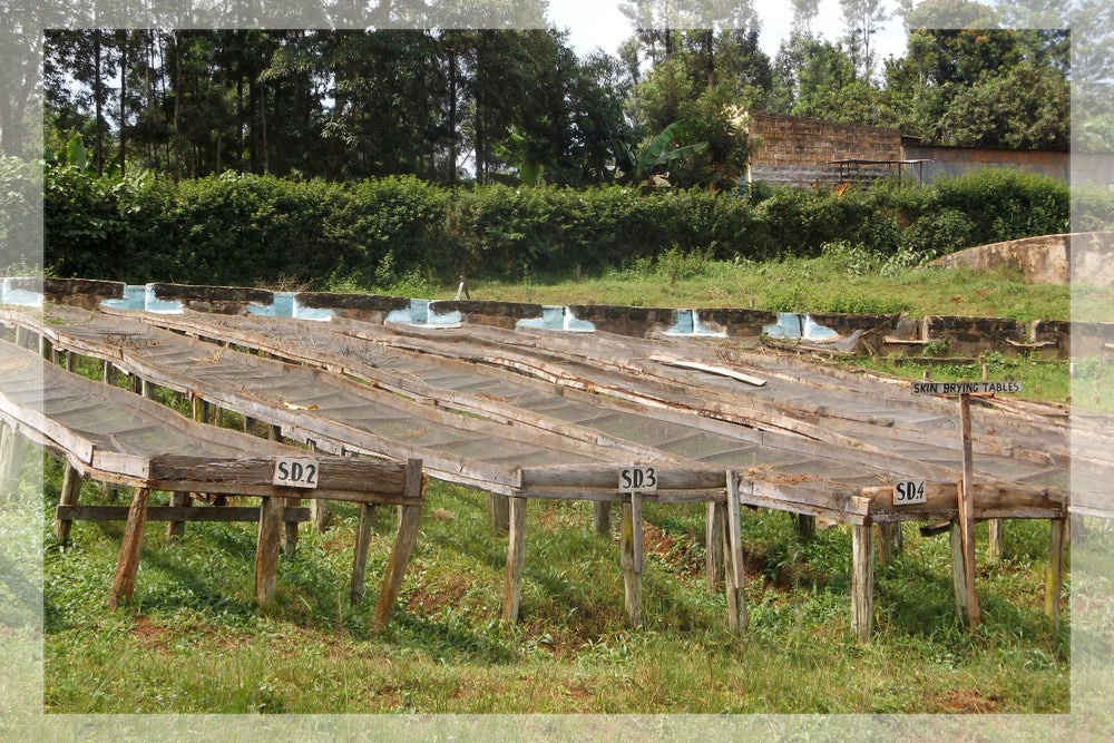 Kenia Kirinyaga Kabare AB Kenia Kirinyaga Kabare AB