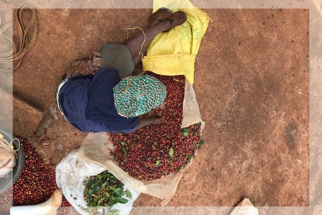 Kenia Kirinyaga Kabare AB Kenia Kirinyaga Kabare AB
