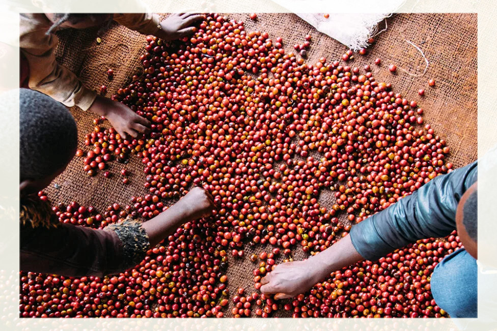 Kenia Ndaroini Peaberry Kenia Ndaroini Peaberry
